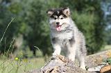 CHIEN FINNOIS DE LAPONIE 469